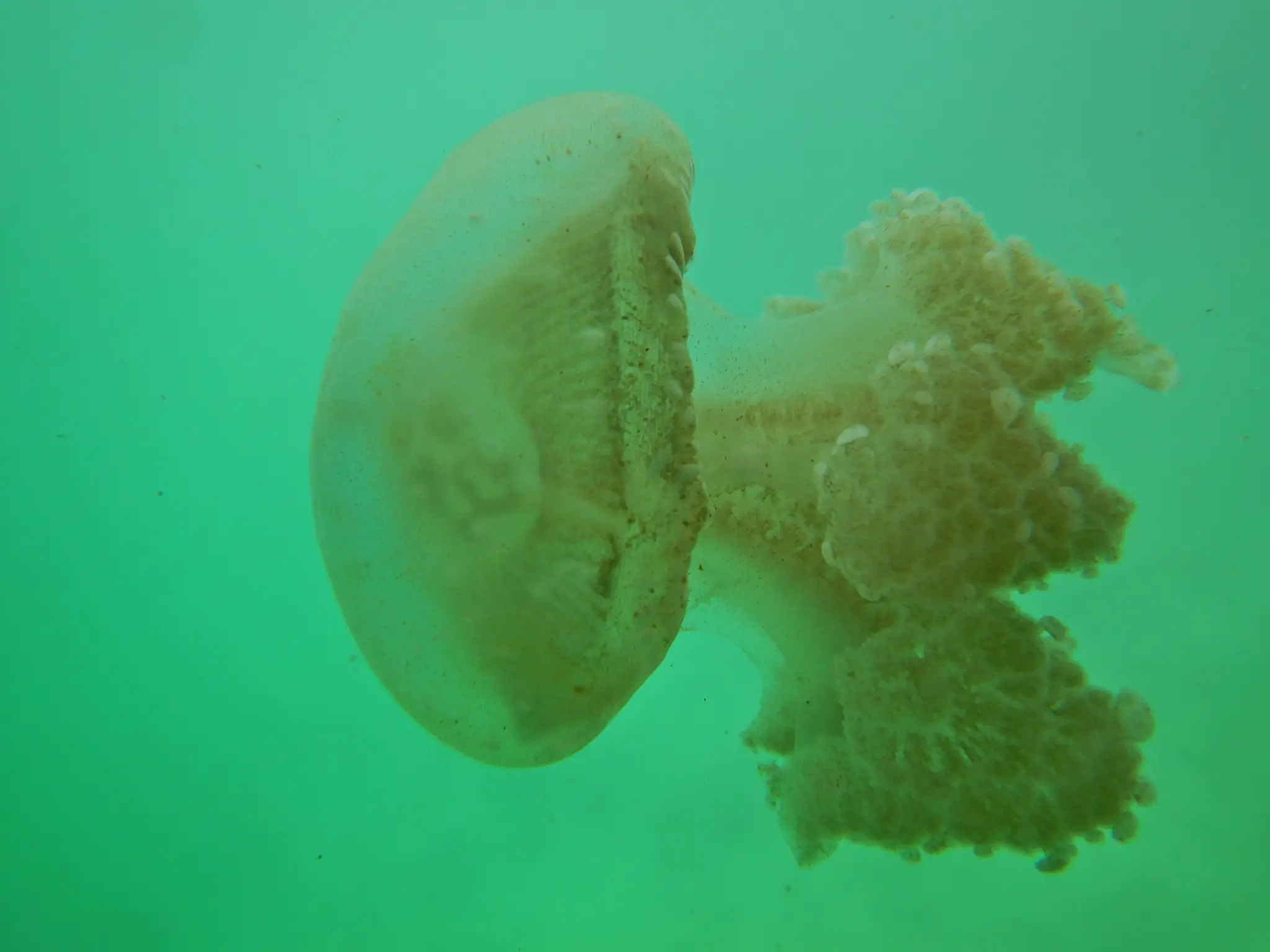 The Jellyfish Lake