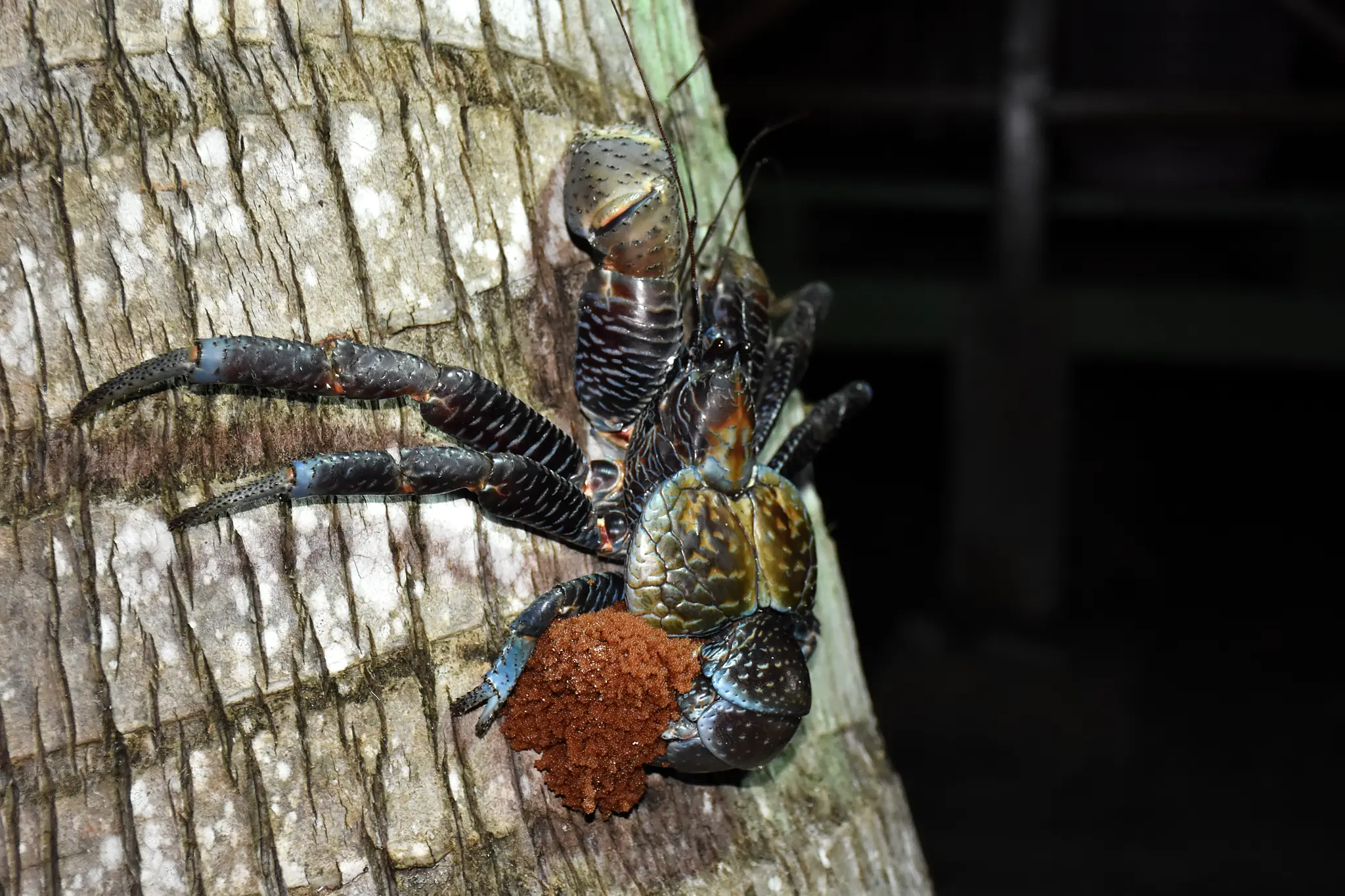 Coconut-Crab Night Safari