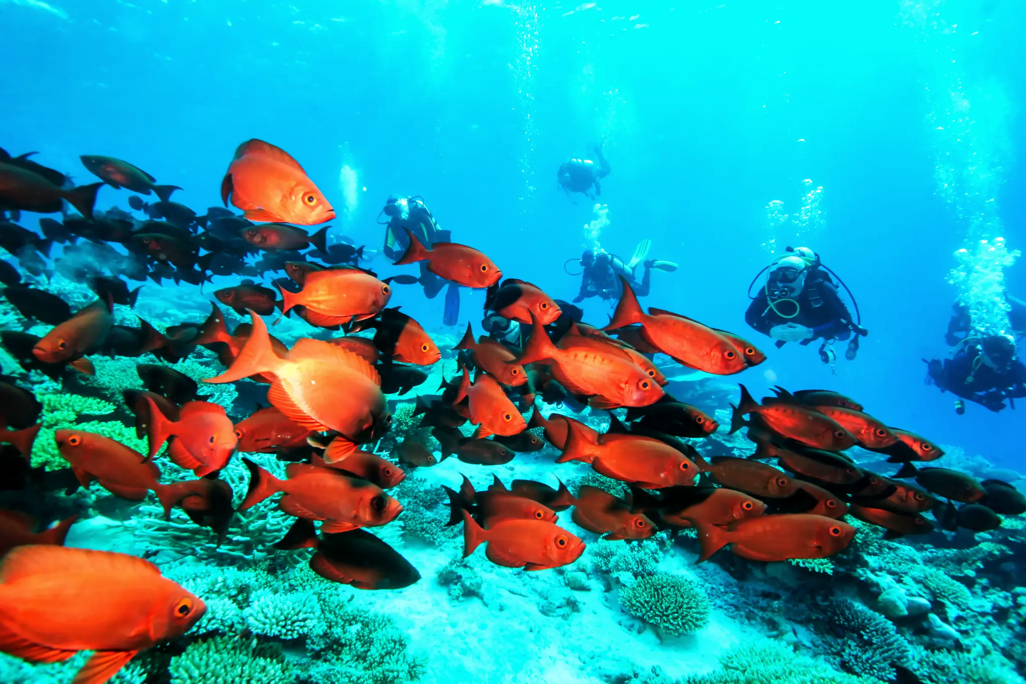 House Reef Diving
