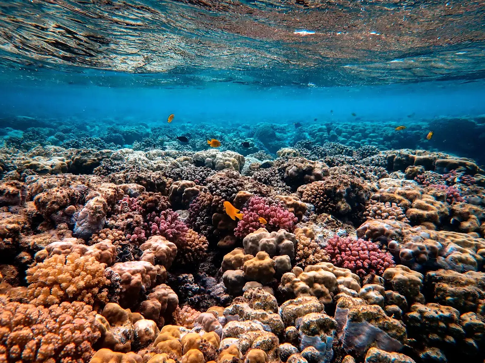 the shallow coral garden of the house reef