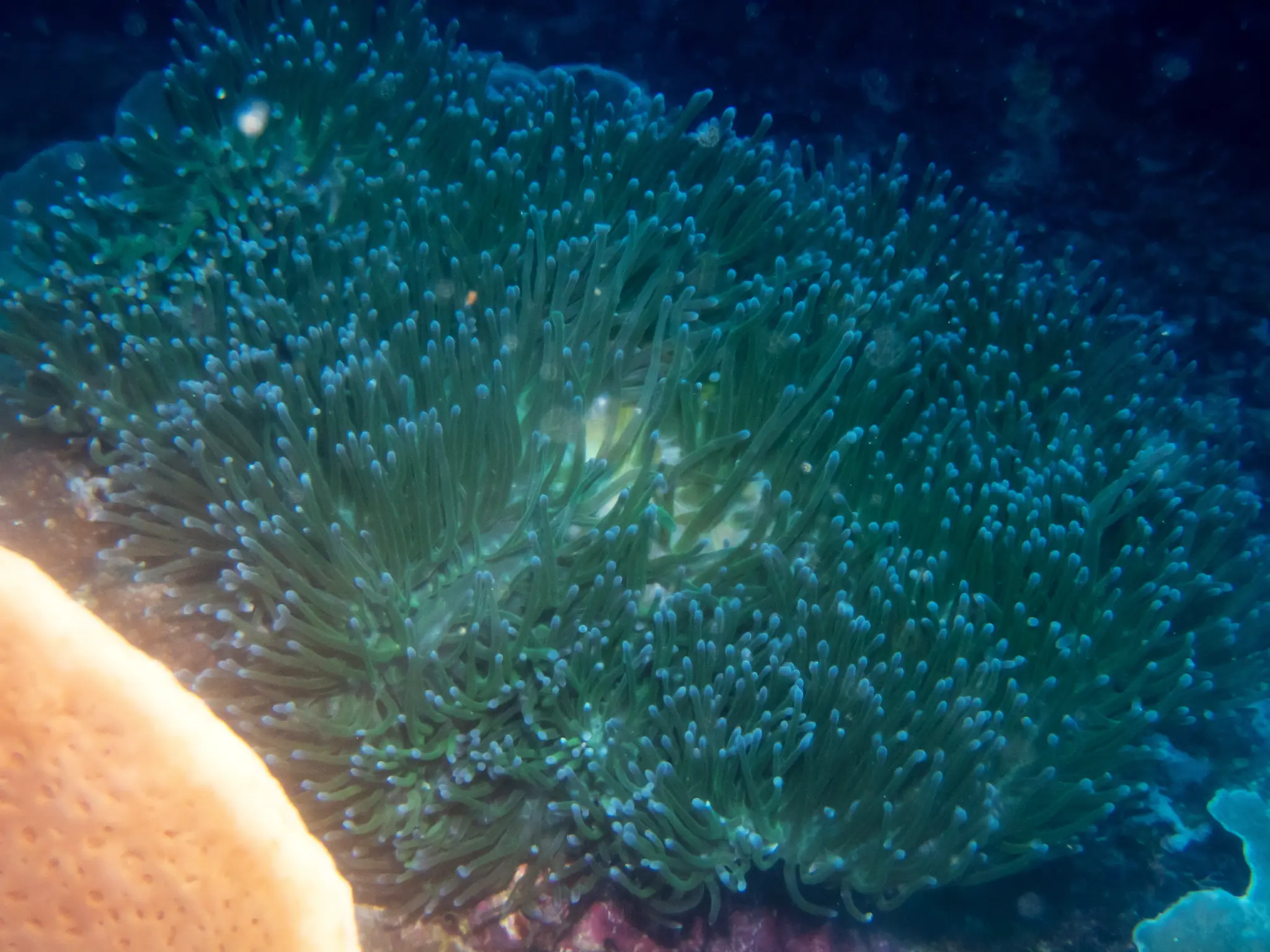 Coral Garden Snorkelling